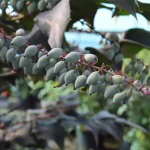 Mahonia japonica 20-30 cm